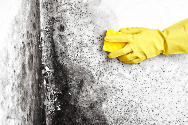 Best Mold Remediation  in Six Mile Run, NJ
