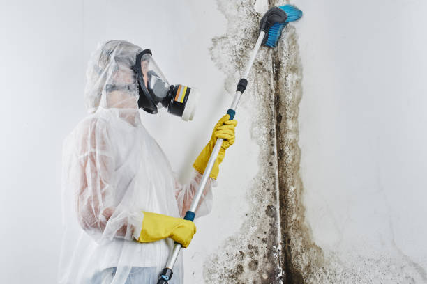 Best Black Mold Removal  in Six Mile Run, NJ