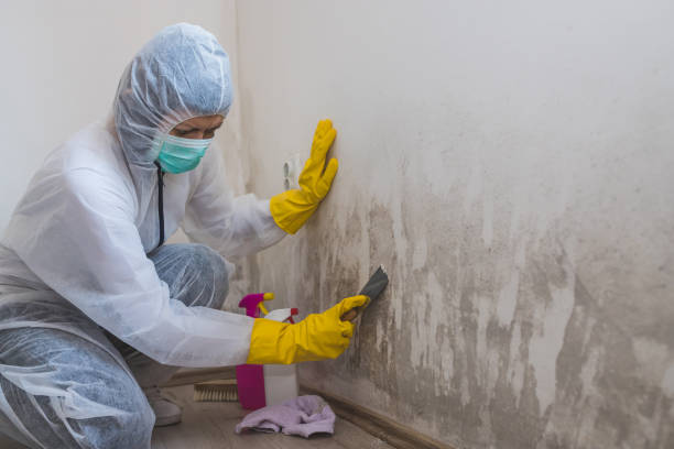 Mold Removal Process in Six Mile Run, NJ