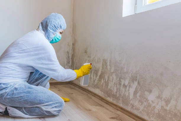 Best Toxic Mold Removal  in Six Mile Run, NJ