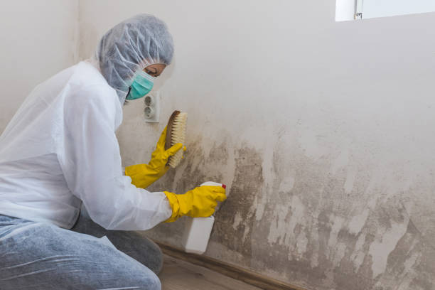 Best Certified Mold Removal  in Six Mile Run, NJ