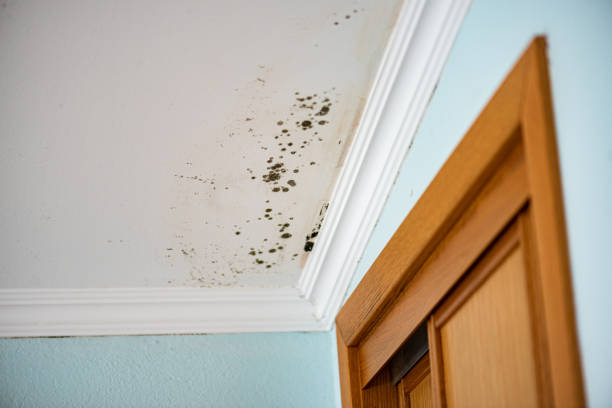 Mold Removal and Inspection in Six Mile Run, NJ