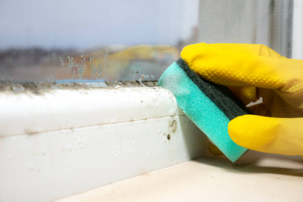 Best Professional Mold Removal  in Six Mile Run, NJ