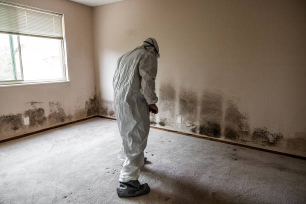 Best Mold Cleaning Services  in Six Mile Run, NJ