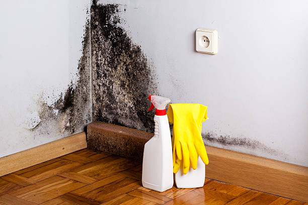 Best Black Mold Removal  in Six Mile Run, NJ