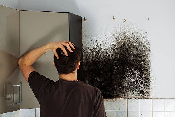 Best Professional Mold Removal  in Six Mile Run, NJ