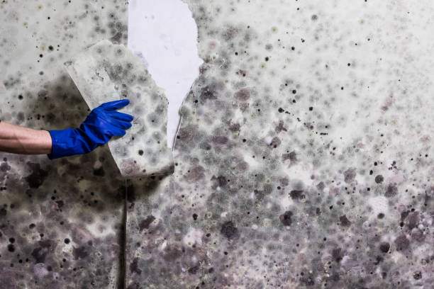 Best Home Mold Removal  in Six Mile Run, NJ